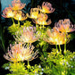 FloraGlow – Światło do ogrodu wróżek 3